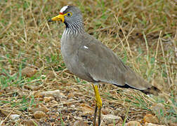 African Wattled Lapwing