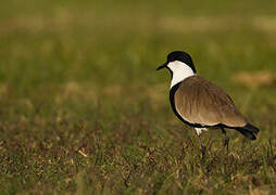 Spur-winged Lapwing