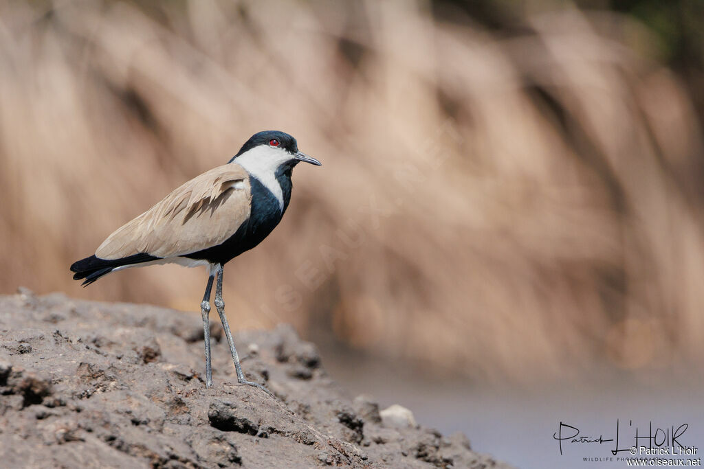 Spur-winged Lapwing