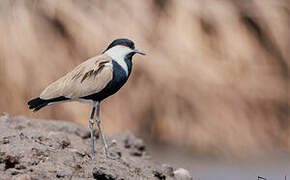 Spur-winged Lapwing