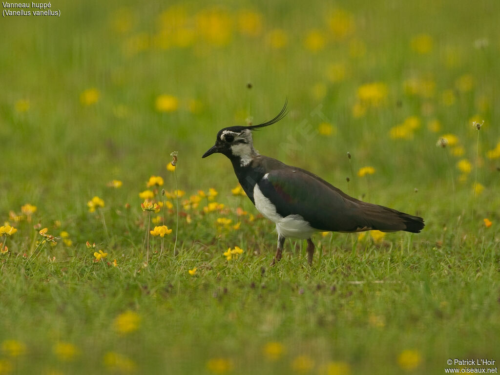 Northern Lapwing