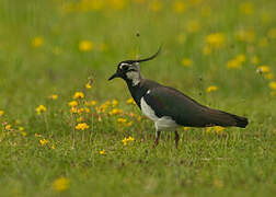 Northern Lapwing