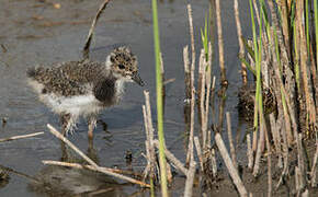 Northern Lapwing