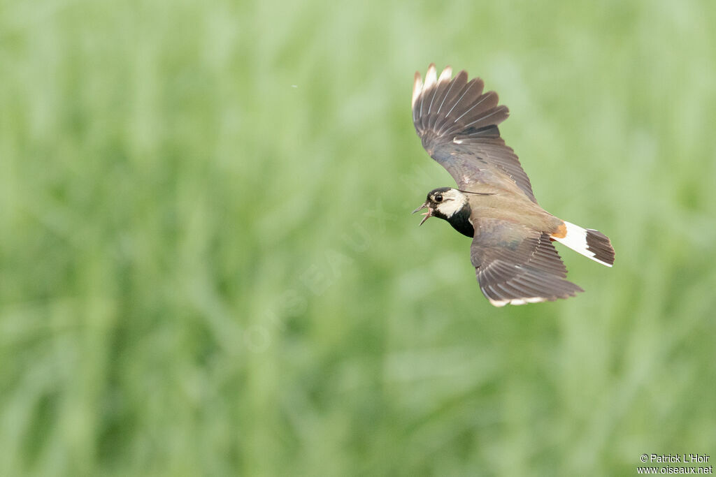 Northern Lapwing