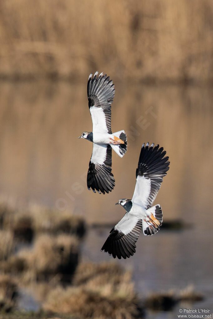 Northern Lapwing