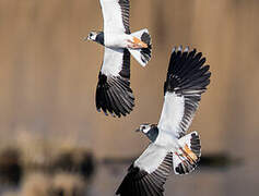 Northern Lapwing