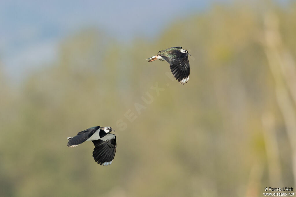 Northern Lapwing