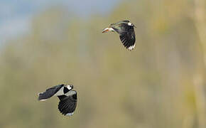 Northern Lapwing