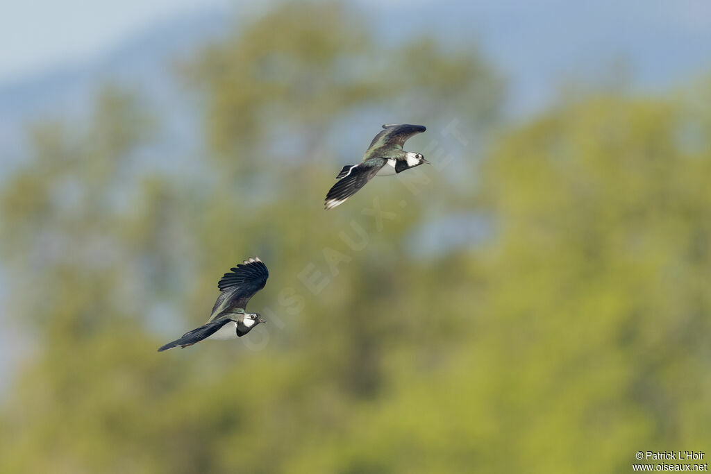 Northern Lapwing