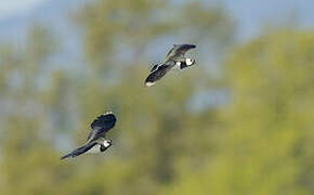 Northern Lapwing