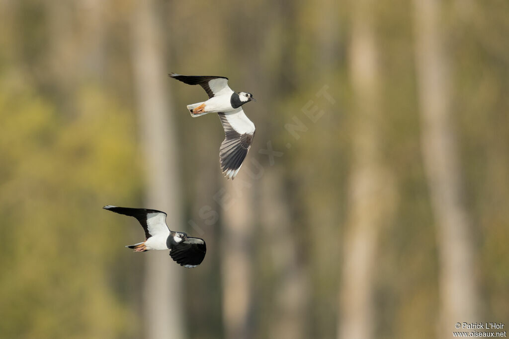 Northern Lapwing