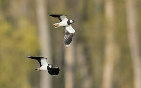 Northern Lapwing