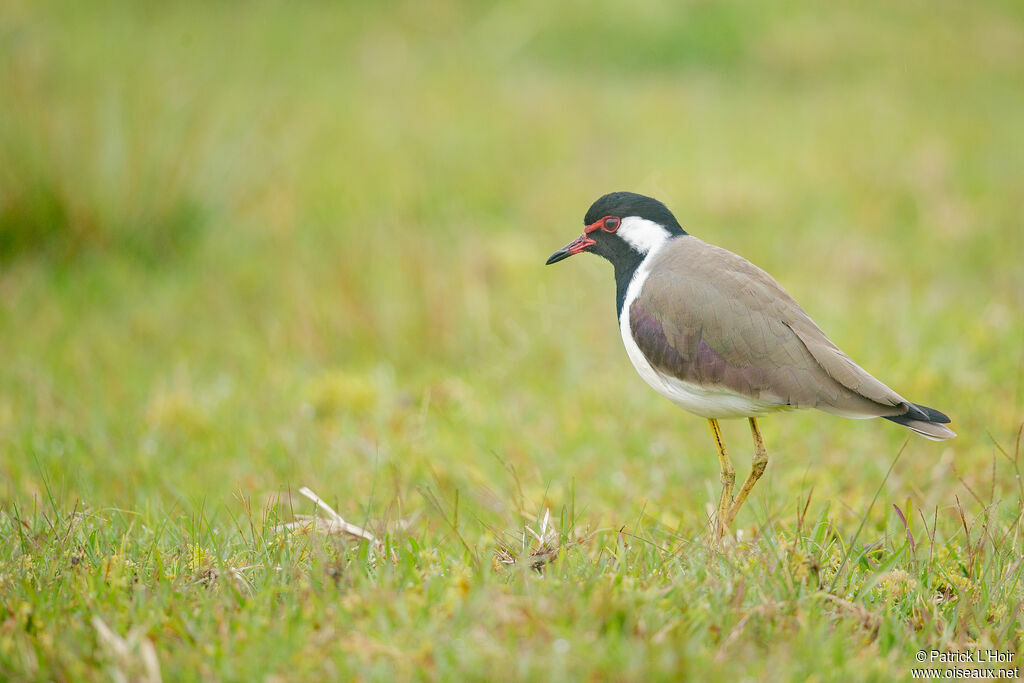 Red-wattled Lapwing