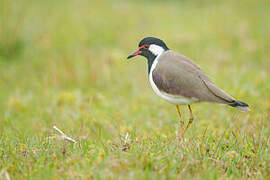 Red-wattled Lapwing