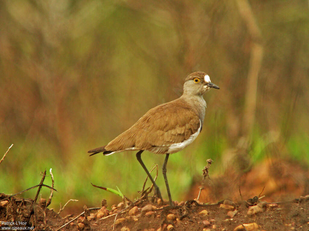 Vanneau terneadulte, identification