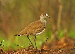 Senegal Lapwing