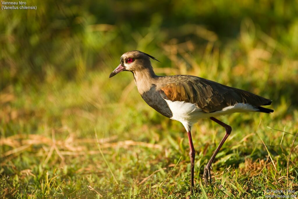 Southern Lapwingadult