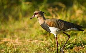 Southern Lapwing