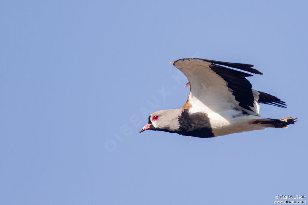 Southern Lapwing