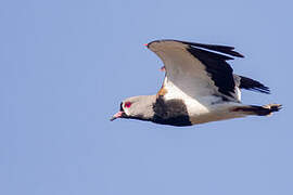 Southern Lapwing