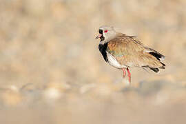 Southern Lapwing