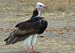 White-headed Vulture