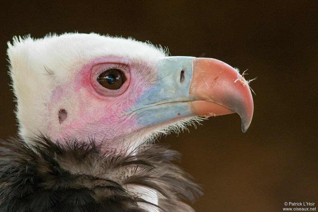 Vautour à tête blanche