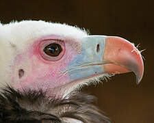 White-headed Vulture