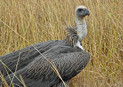 White-backed Vulture