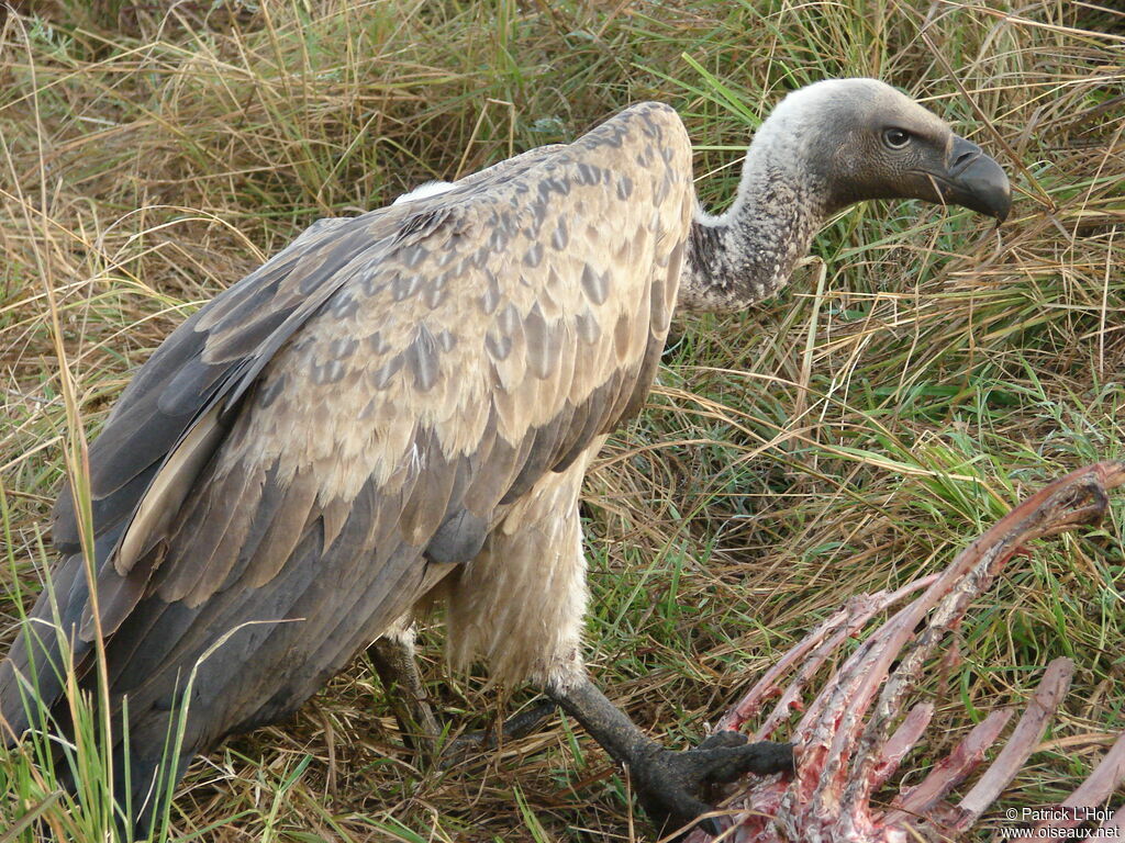 White-backed Vulture