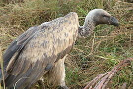 White-backed Vulture