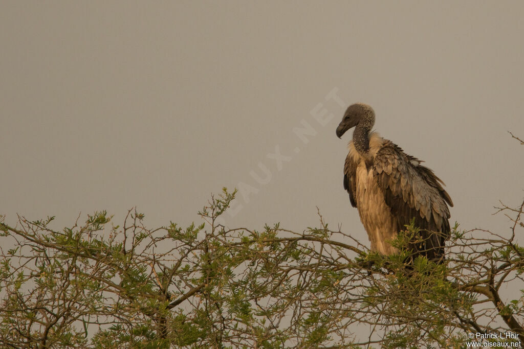 White-backed Vulture