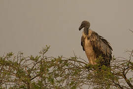 White-backed Vulture