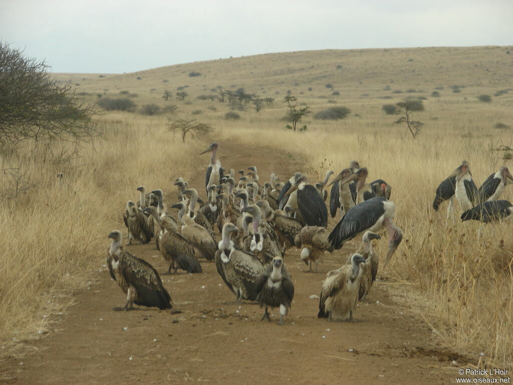 White-backed Vulture