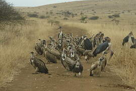 White-backed Vulture