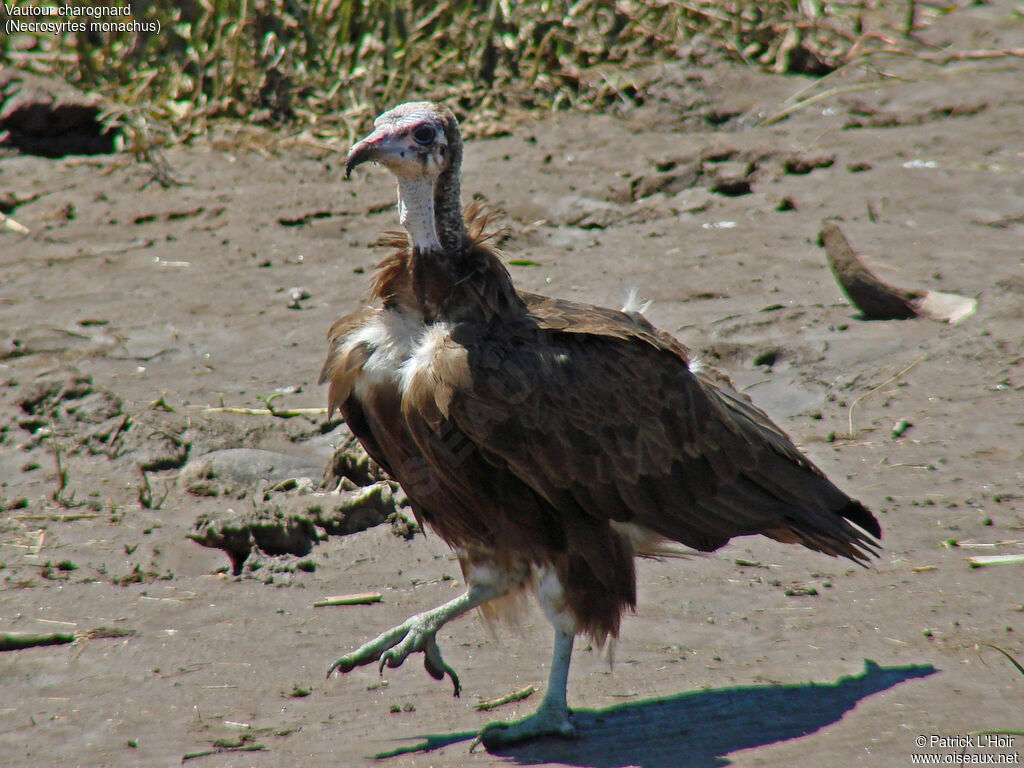 Hooded Vulture