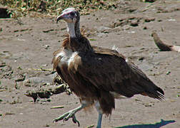 Hooded Vulture