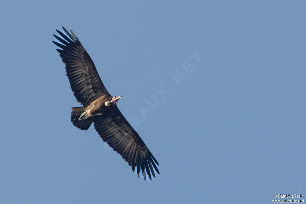 Vautour charognard