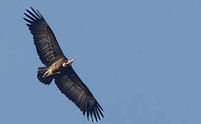 Hooded Vulture