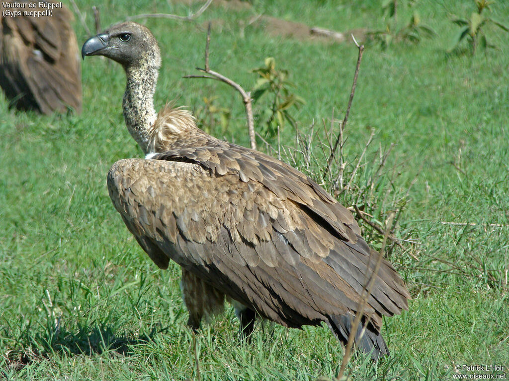 Vautour de Rüppell