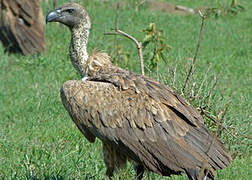 Rüppell's Vulture