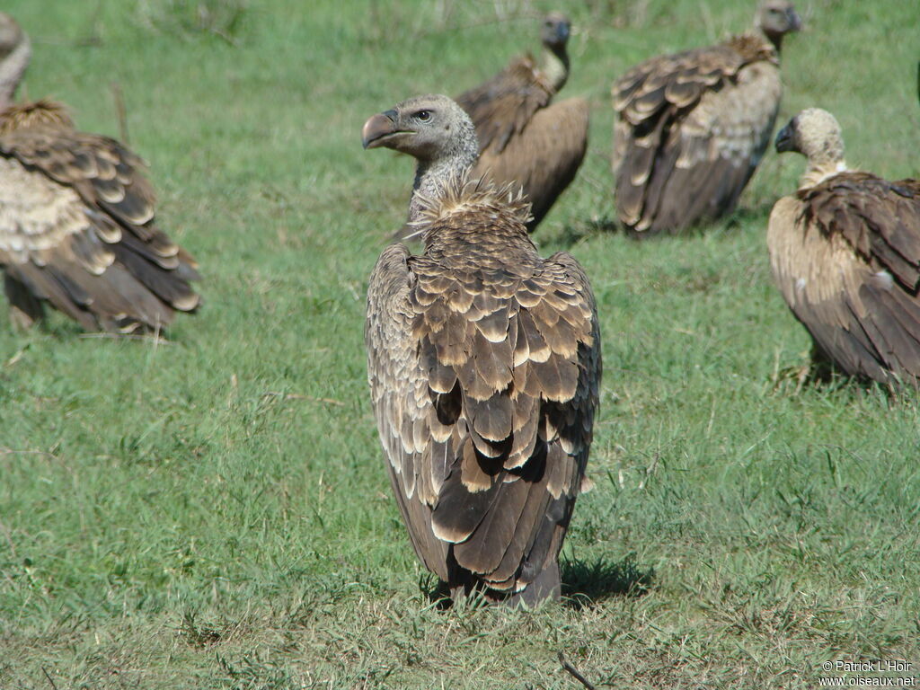 Rüppell's Vulture