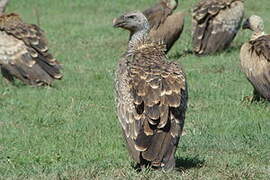 Rüppell's Vulture