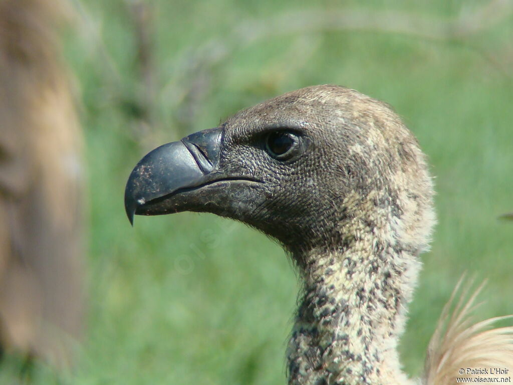 Rüppell's Vulture