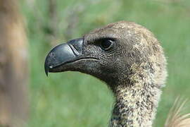 Rüppell's Vulture