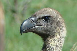 Rüppell's Vulture