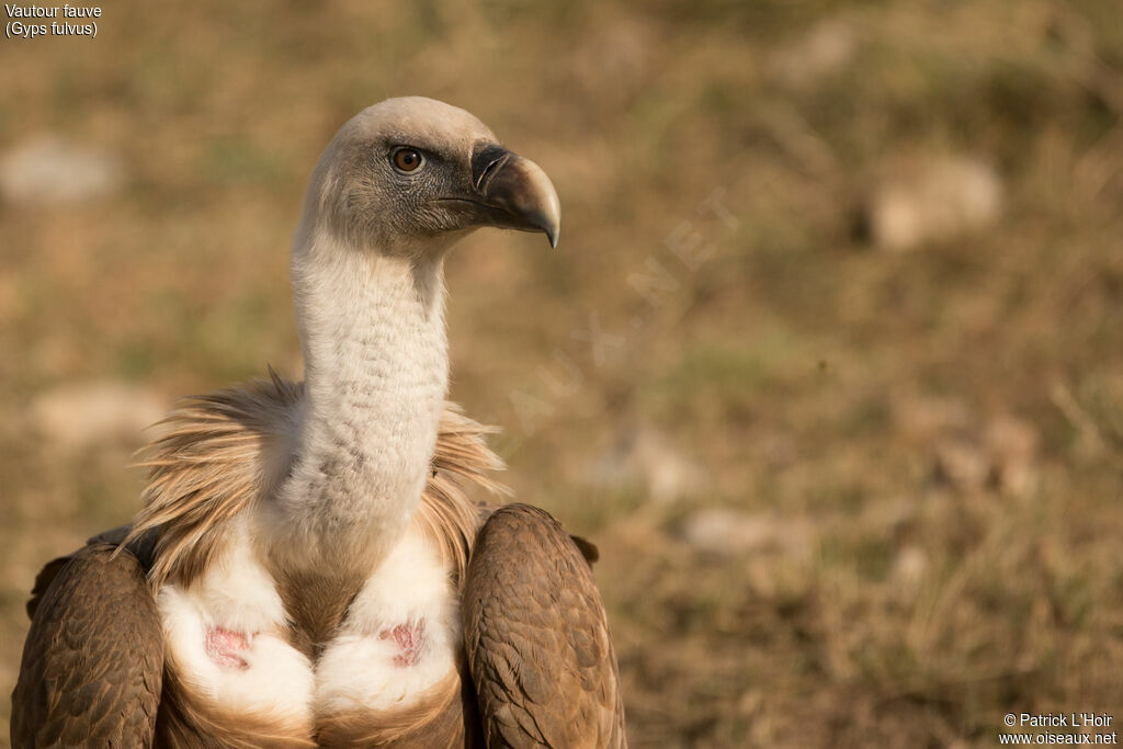 Vautour fauve