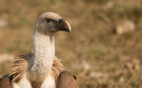 Griffon Vulture