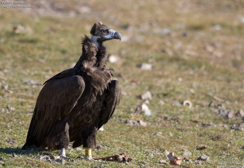 Cinereous Vulture