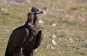 Cinereous Vulture